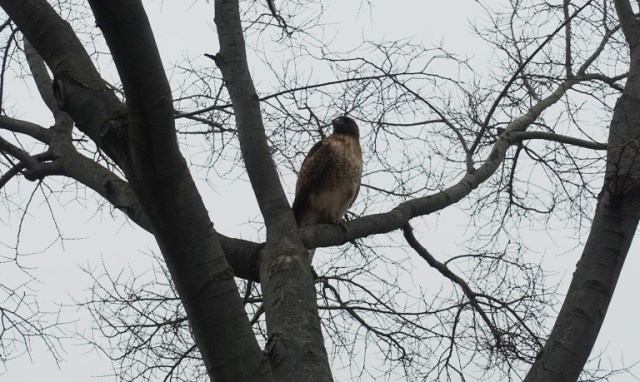 Red Tailed Hawk, hawks, raptor
