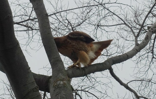 Hawk, Tree, wild life, animals