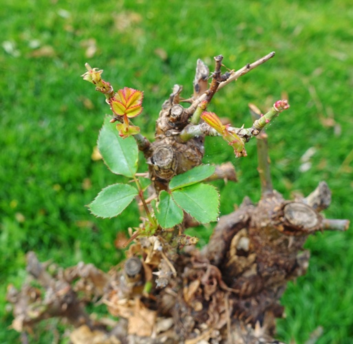Regrowth, rose bushes, pruning, spring, winter rose bushes