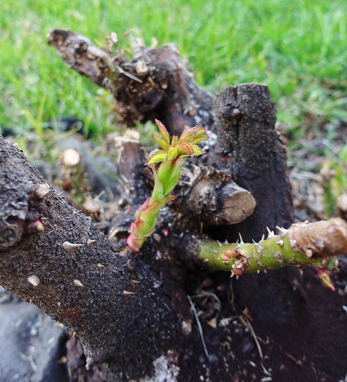 New leaves, floribunda rose, yellow rose, new growth