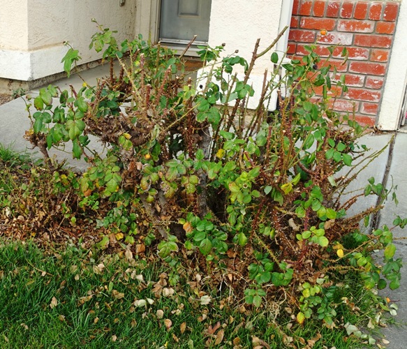 Pruning roses, floribunda, yellow roses