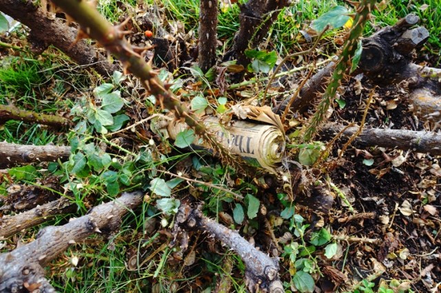 Newspaper in rose bush, Misdelivered paper, rose bushes, pruning