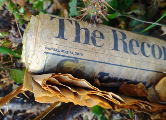 Misdelivered newspaper, pruning surprise, rose pruning