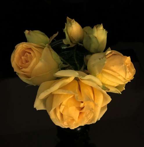 Yellow Roses, St. Patrick Roses, Post pruning