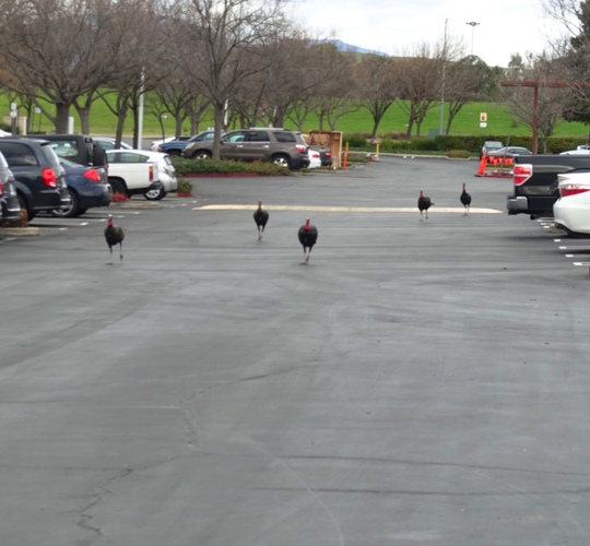 Turkey Trot, Wild Turkeys, turkeys running