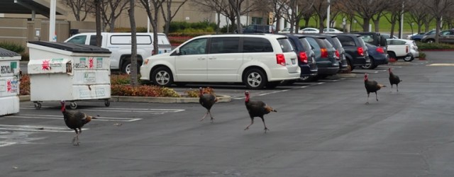 Wild Turkeys, turkey trot, running turkeys, goggle gobble
