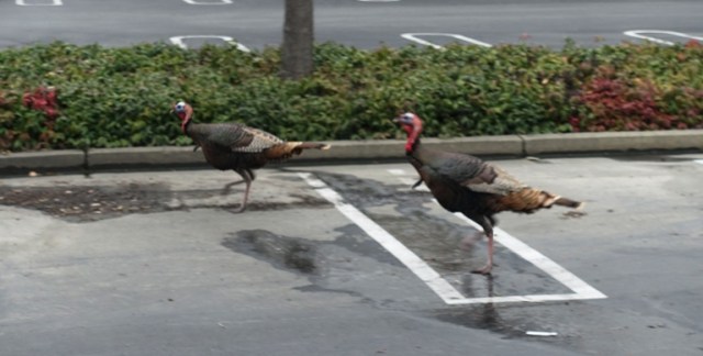 parking lot turkeys, wild turkeys, turkey trot