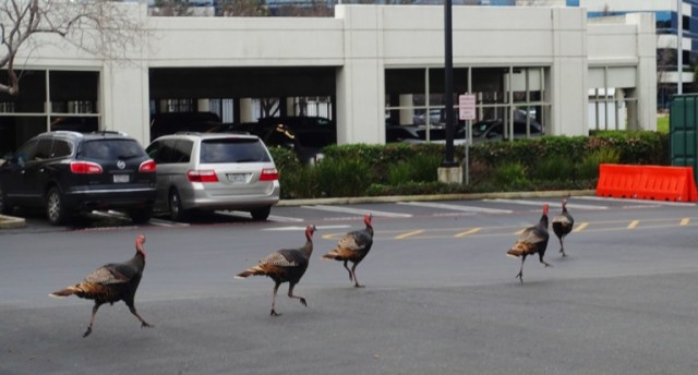 Turkeys, Wild Turkeys, trotting turkeys