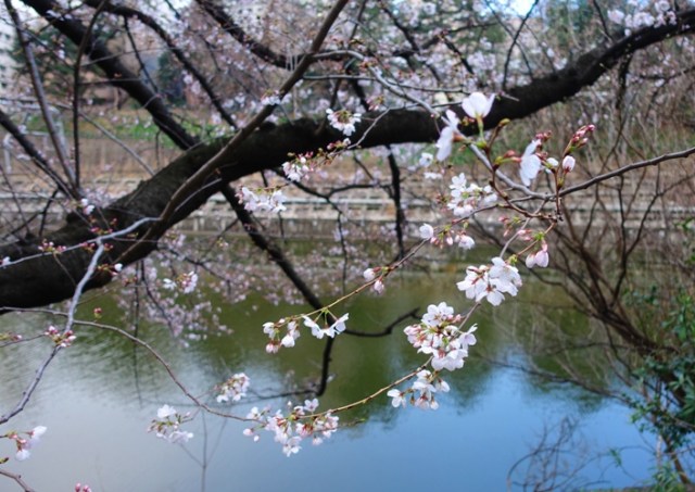 Cherry Blossoms, Tokyo, blossoms, canal, trees
