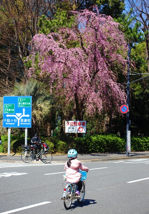 Tokyo, Cherry Trees, Cherry Blossom, Bicycle