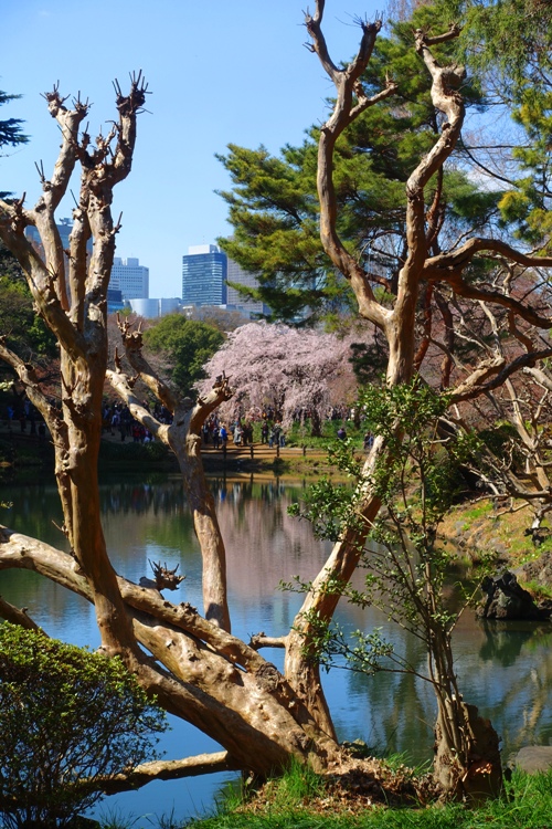 reflections, cherry blossoms, spring, Shinjuku-gyoen, park, pink