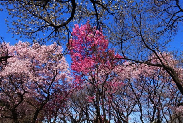 Cherry Trees, Cherry Blossoms, Shinjuku Gyoen, Park, Gardens