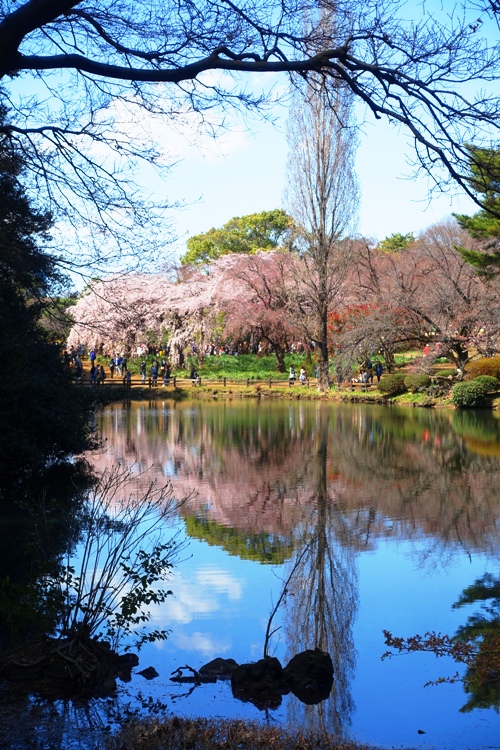 Cherry Blossoms, pond, Shinjuku-gyoen, japan