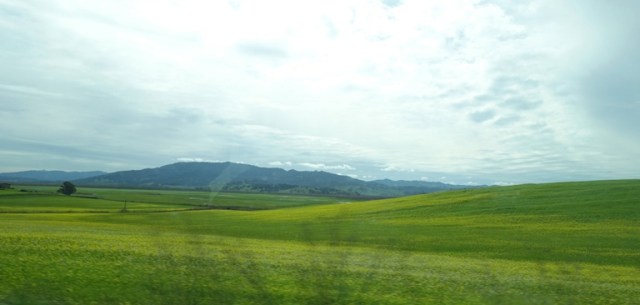 Rolling hills, rainy season, north bay, San Francisco