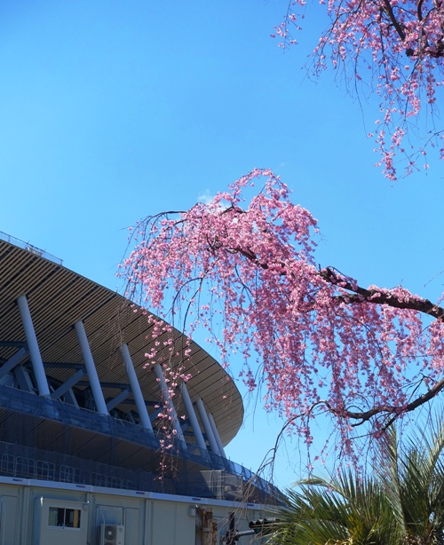Cherry Blossoms, New National Stadium, Tokyo, 2020 Olympics in Tokyo