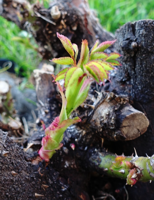 February 22, Rose growth, spring growth, roses
