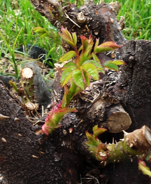 Roses, February 24, Growth sequence