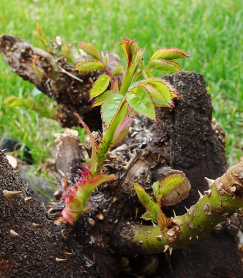 February 25, growth sequence, roses