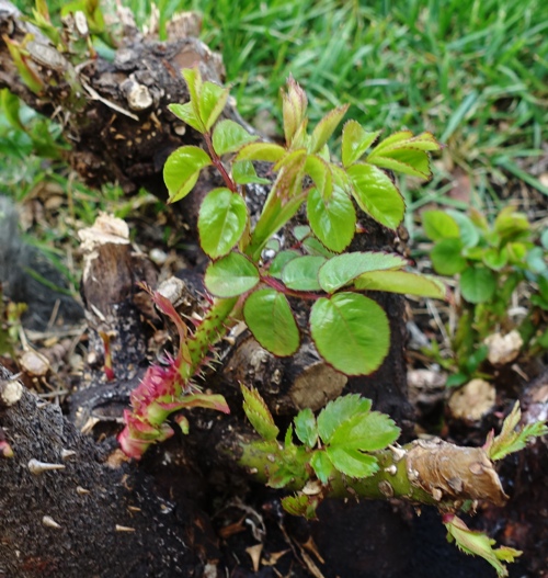 February 27, Rose Growth Sequence