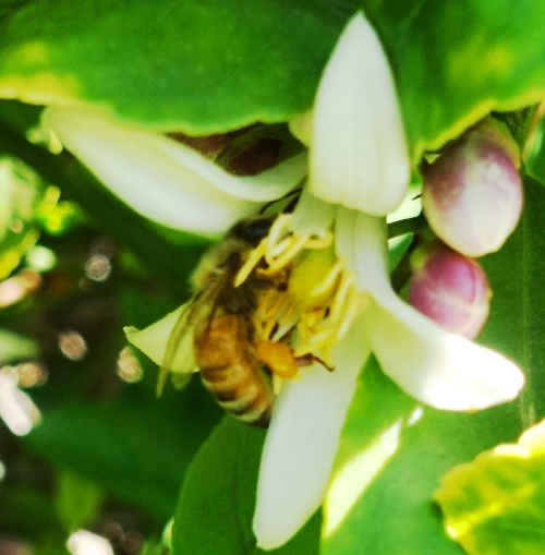 bee pollen basket, honey, orange blossom