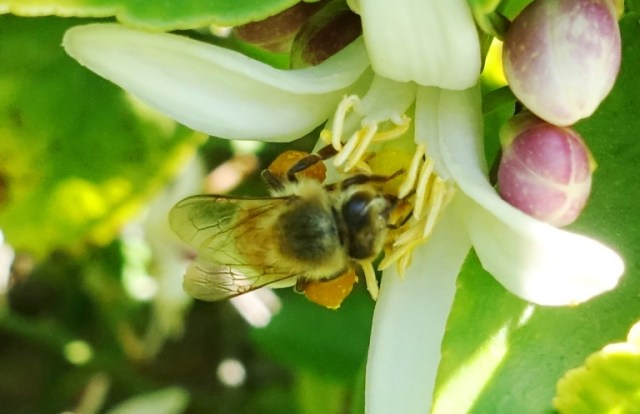 pollen baskets, honey bee, orange blossoms