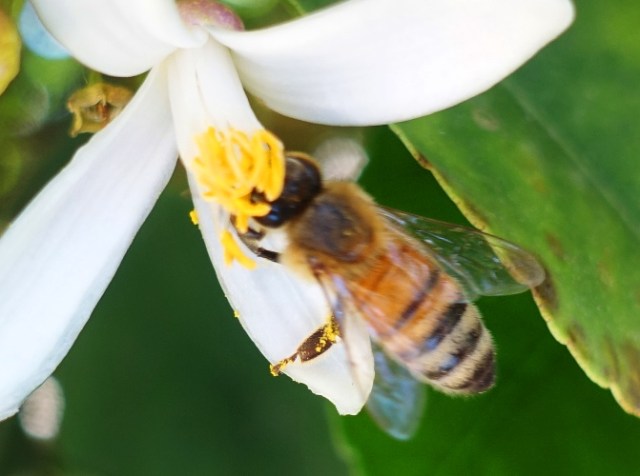 Honey bee, pollen, orange blossom