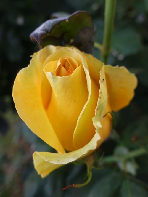 yellow rose bud, opening bud, St. Patrick bud