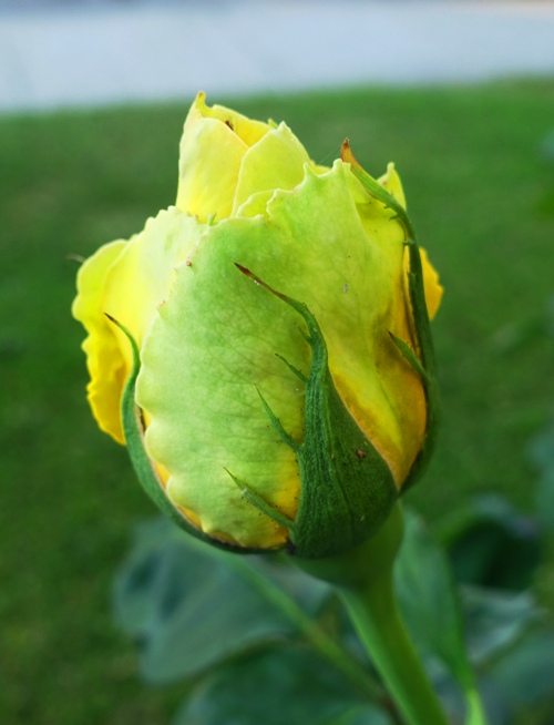 rose bud, st. patrick rose, yellow rose, green rose