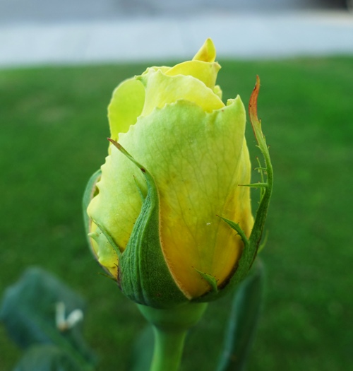 yellow rose bud, st. patrick rose, rose garden, spring