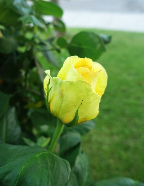yellow rose bud, st. Patrick rose, rose buds