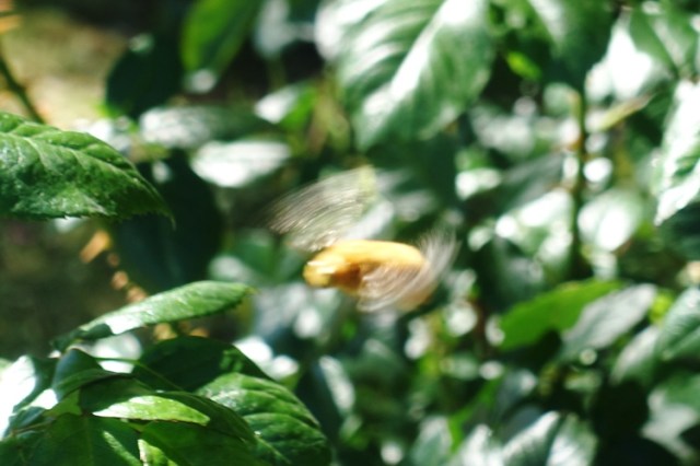Valley Carpenter Bee, Xylocopa varipuncta, pollination, rose bushes, gold bee, snitch