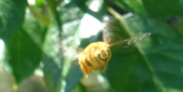 Valley Carpenter Bee, Xylocopa varipuncta, pollination, rose bushes, gold bee, snitch
