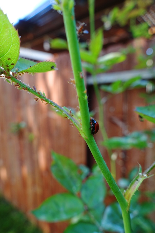 ladybugs, roses, aphids, rose garden, rose bushes