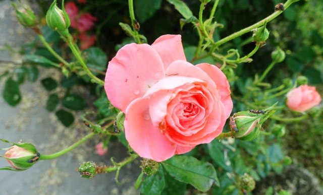 Pink rose, ladybug larvae, rose bushes, aphids, pest control