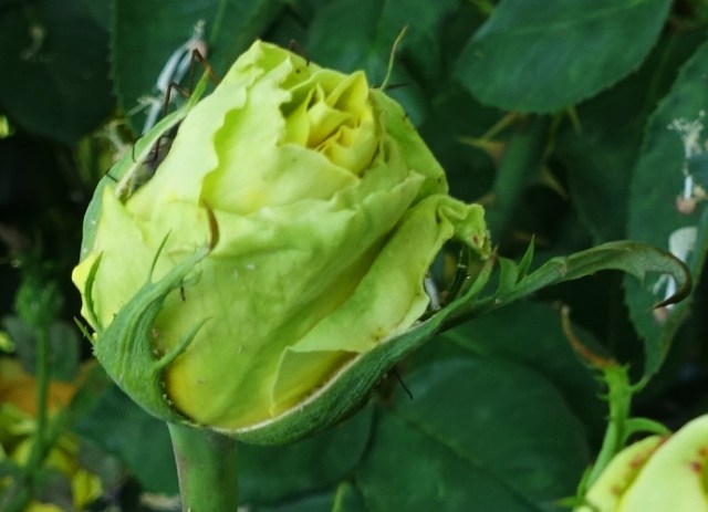 Yellow Rose Bud, insect legs, green rose, green tinge, st. patrick rose