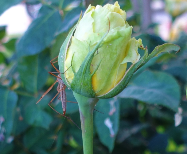 rose bud, insect, rose garden