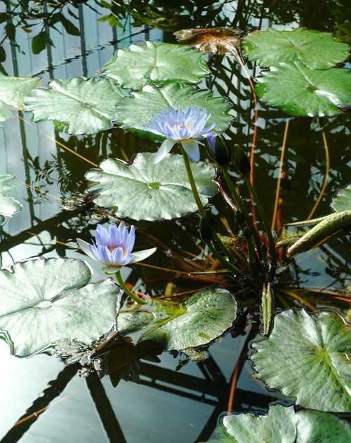 Water lily, greenhouse, tropical plants, shinjuku gyoen