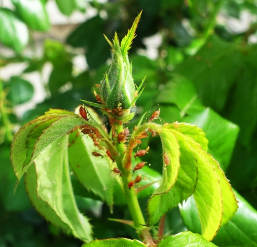 aphids, roses, garden, spring
