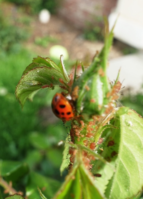 roses, aphids, ladybug, pest conrol