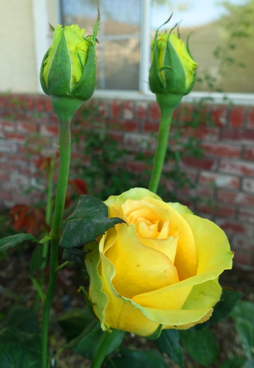 rose blooms and buds, st. patrick rose, green and yellow rose