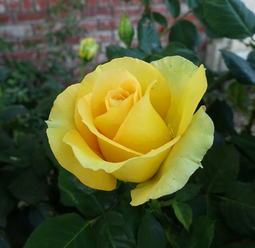 St. Patrick Rose, Green tinted rose, green roses, roses