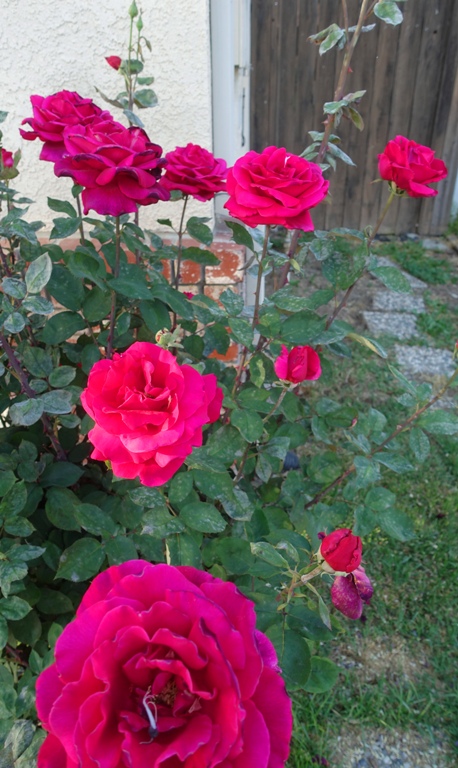 Mr. Lincoln Rose bush, red roses, fragrant roses