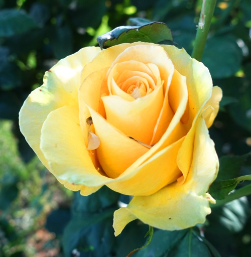 St. Patrick rose, green yellow rose, roses, rose garden