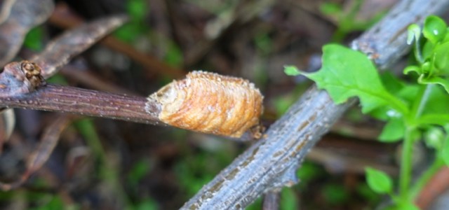 coccoon, moth, butterfly, spring, yard