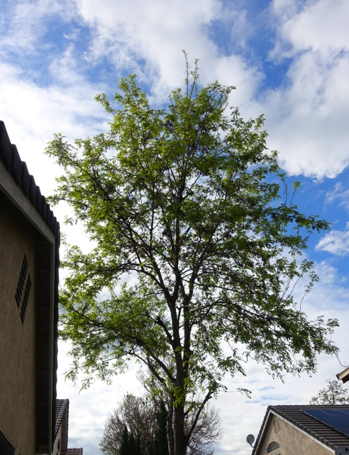 spring leaves, trees, spring