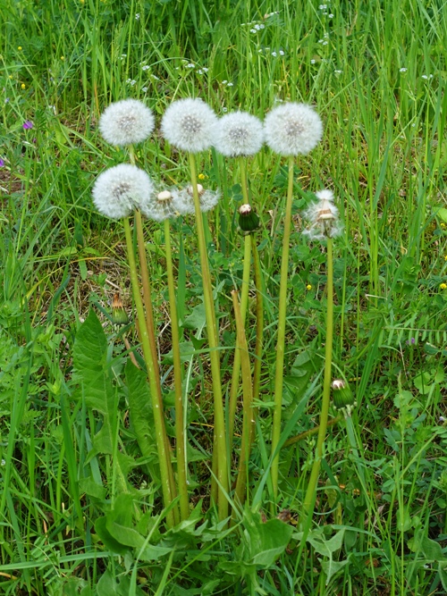 dandelions, taraxacum, germany, puff balls