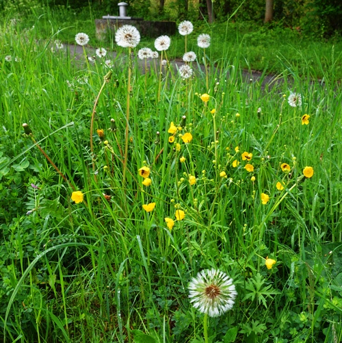 dandelions, taraxacum, germany, puff balls