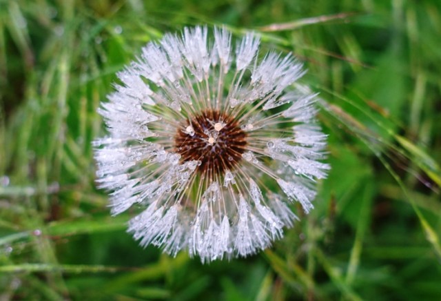 dandelions, taraxacum, germany, puff balls
