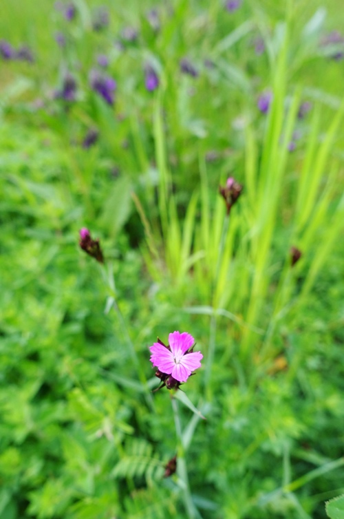 wild flowers, jena, germany, spring