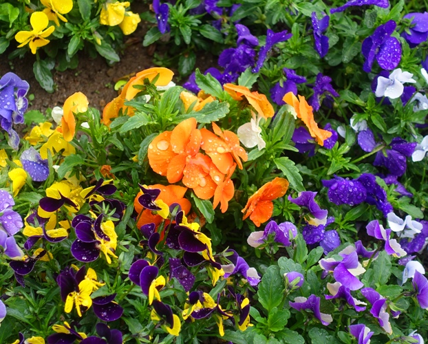 petunias, flower beds, rain
